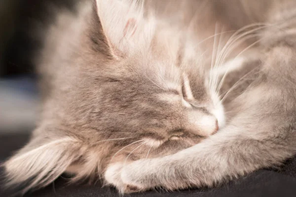 中髪の灰色の猫の眺め — ストック写真