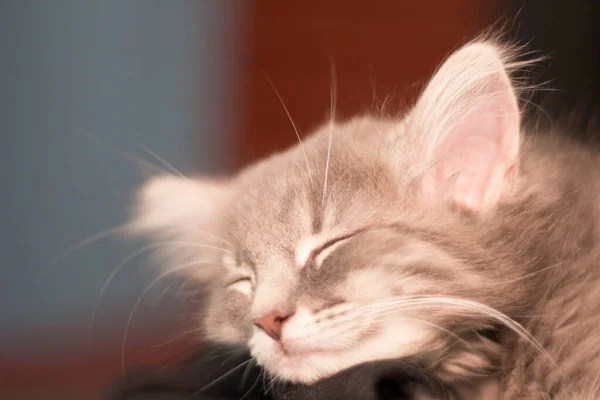 Uma Vista Gato Cinzento Cabelo Médio — Fotografia de Stock