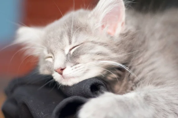 View Medium Hair Grey Cat — Stock Photo, Image