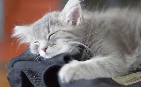 View Medium Hair Grey Cat — Stock Photo, Image