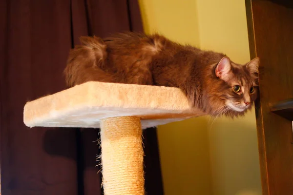 Серая Средненькая Кошка Лежащая Вершине Кошачьего Дерева — стоковое фото