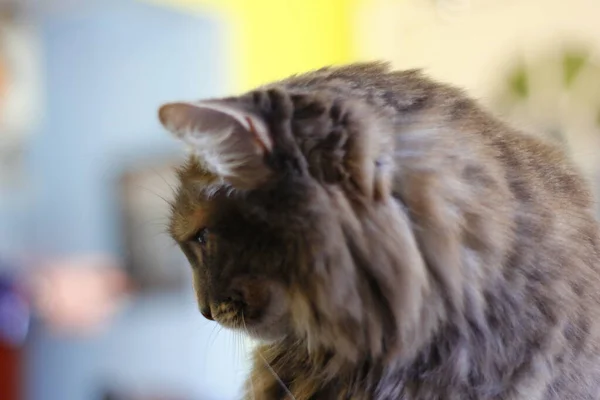 Взгляд Седой Кошки Средней Длины — стоковое фото
