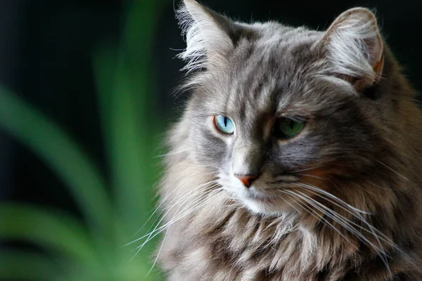 View Medium Hair Grey Cat — Stock Photo, Image