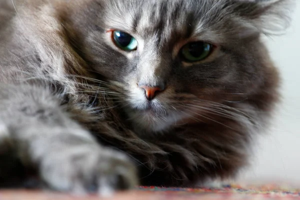 Een Bezichtiging Van Een Medium Hair Grey Cat — Stockfoto