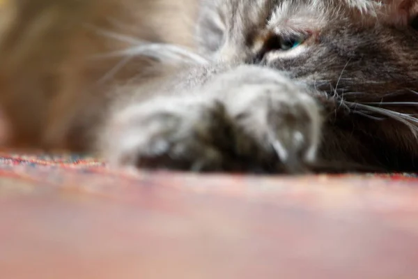 Een Bezichtiging Van Een Medium Hair Grey Cat — Stockfoto