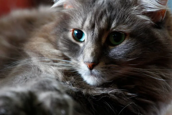 Ein Blick Auf Eine Mittelhaarige Graue Katze — Stockfoto