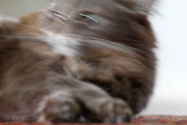 Orta Tüylü Bir Gri Kedi Manzarası — Stok fotoğraf