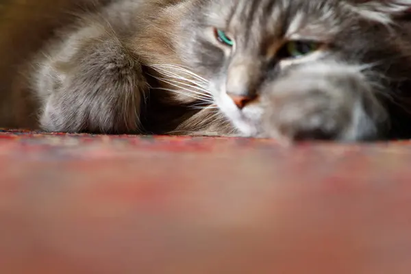 Een Bezichtiging Van Een Medium Hair Grey Cat — Stockfoto