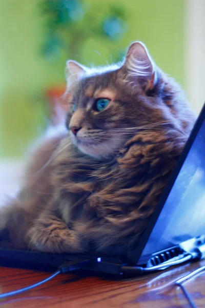 Pohled Šedovlasou Kočku — Stock fotografie