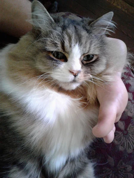 Ragamuffin Cat Resting Boy Foot — Stock Photo, Image