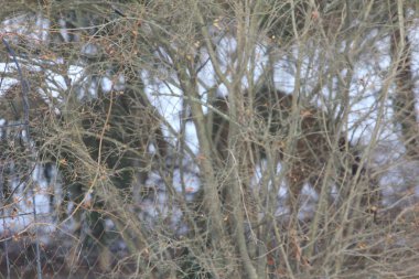 Banliyö Ortamı Geyiği