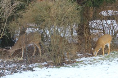 Banliyö Ortamı Geyiği