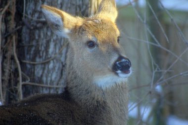 Banliyö Ortamı Geyiği