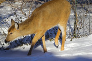 Banliyö Ortamı Geyiği