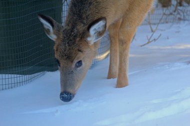 Banliyö Ortamı Geyiği