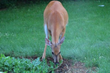 Banliyö Ortamı Geyiği