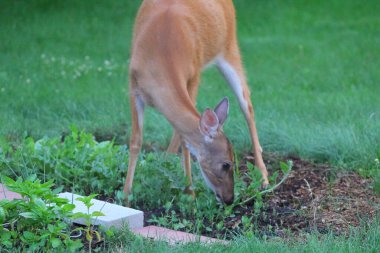 Banliyö Ortamı Geyiği