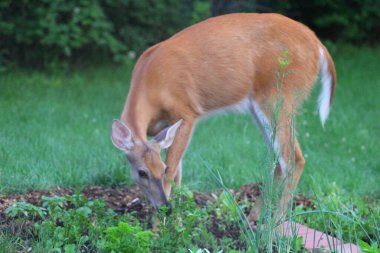 Banliyö Ortamı Geyiği