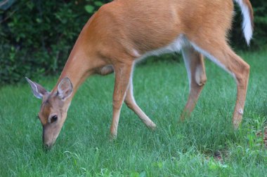 Banliyö Ortamı Geyiği