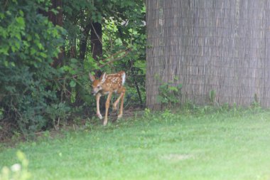 Banliyö Ortamı Geyiği