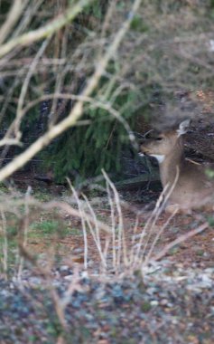 Banliyö Ortamı Geyiği