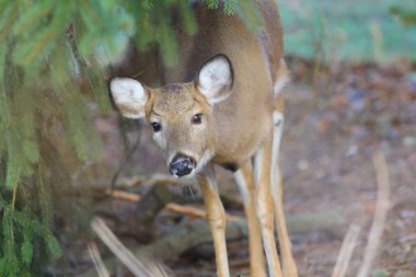 Banliyö Ortamı Geyiği