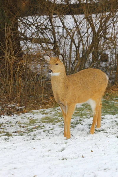 Cerfs Dans Environnement Suburbain — Photo