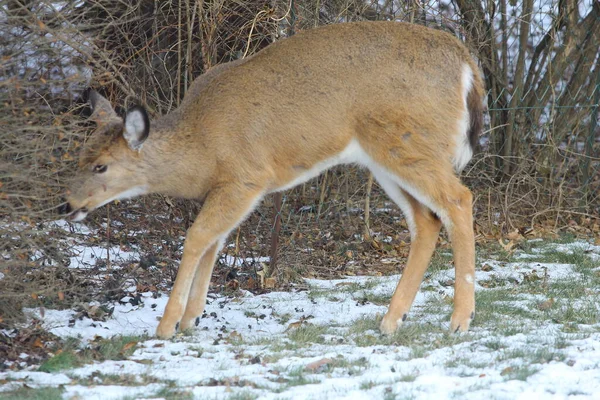 Cerfs Dans Environnement Suburbain — Photo