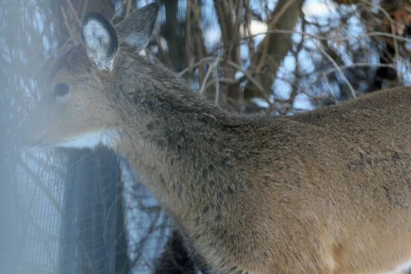 Cerfs Dans Environnement Suburbain — Photo