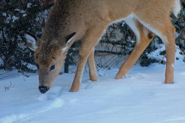 Banliyö Ortamı Geyiği