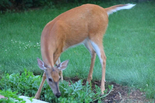 Deer Suburban Environment — Stock Photo, Image