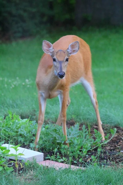 Cerfs Dans Environnement Suburbain — Photo