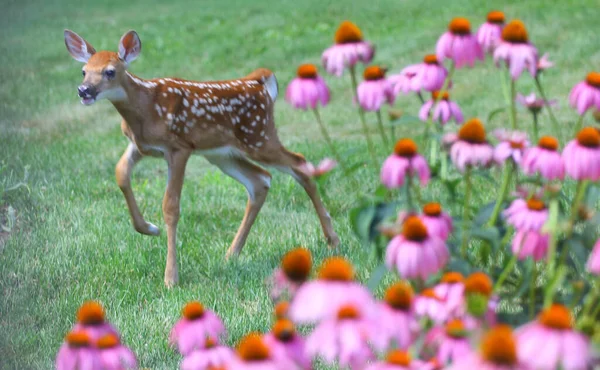 Rehe Einer Vorstädtischen Umgebung — Stockfoto