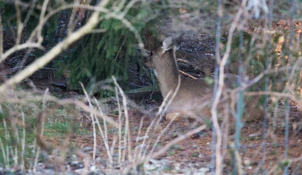 Cerfs Dans Environnement Suburbain — Photo