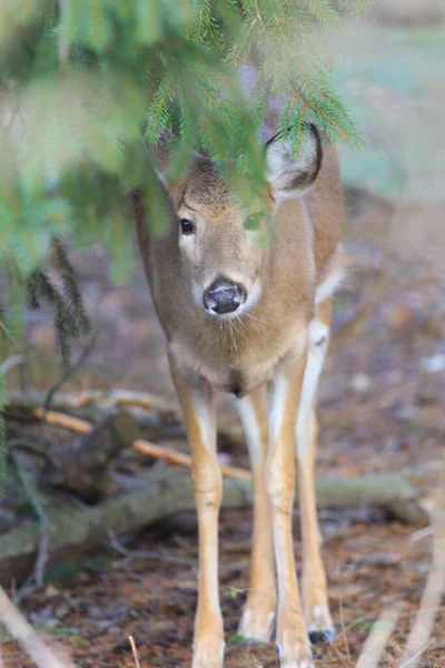 Cerfs Dans Environnement Suburbain — Photo