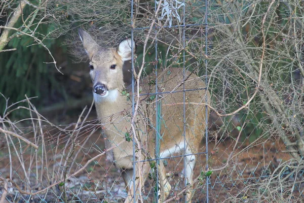 Cerfs Dans Environnement Suburbain — Photo