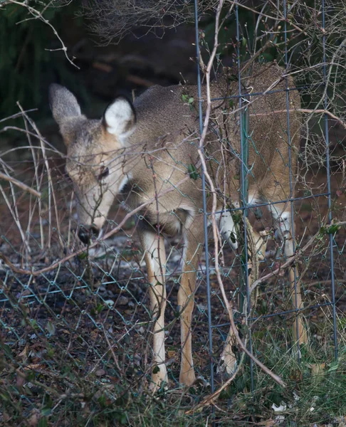 Cerfs Dans Environnement Suburbain — Photo