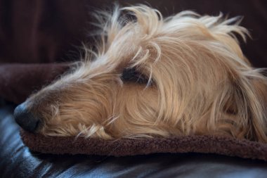 Bir Yetişkin Tel Saçlı Dachshund Köpeği