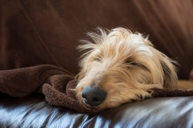 Bir Yetişkin Tel Saçlı Dachshund Köpeği