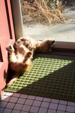 Bir Yetişkin Tel Saçlı Dachshund Köpeği