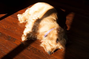 Tel saçlı bir Dachshund köpeği.