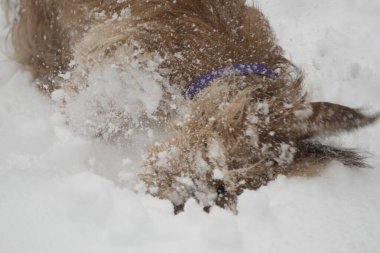 Bir Yetişkin Tel Saçlı Dachshund Köpeği