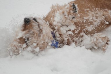 Bir Yetişkin Tel Saçlı Dachshund Köpeği
