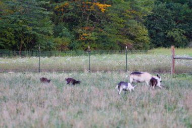 Keçi Manzarası (Capra aegagrus hircus)