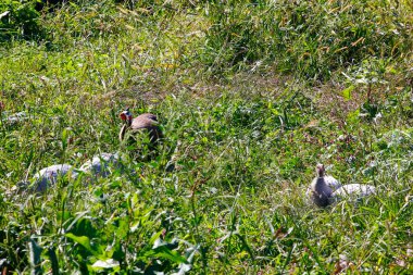 Yurtiçi Guineafowl (Numida meleagris) Otlama
