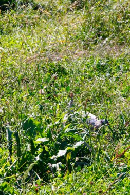 Yurtiçi Guineafowl (Numida meleagris) Otlama