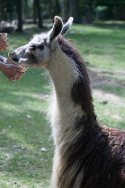 Bir Çiftlikte Görülen Lama (Lama glama)