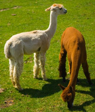 Bir Çiftlikte Görülen Lama (Lama glama)