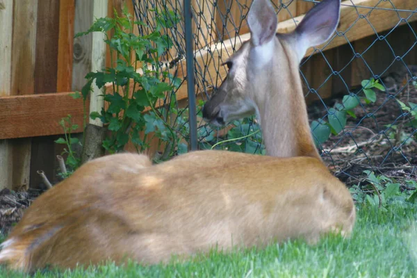 Cerfs Dans Environnement Suburbain — Photo