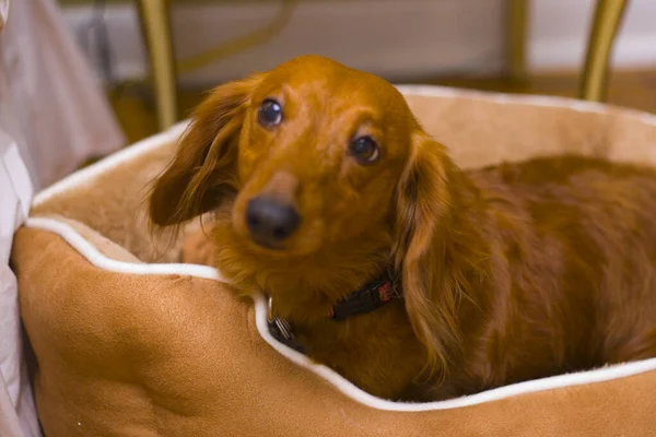 Brown Short Hair Dachshund Dog — ストック写真